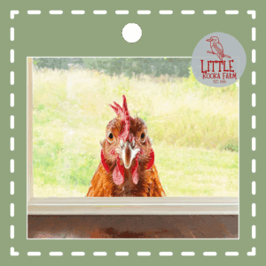 Chicken Head Window Decal