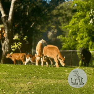 Bart Simpson and the Chipmunks Cushion Cover