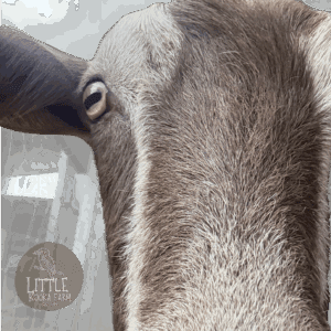 Oh Brian Cushion Cover