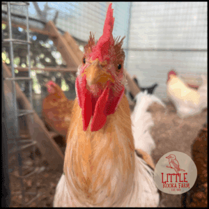 CockaDoodle Do  Cushion Cover