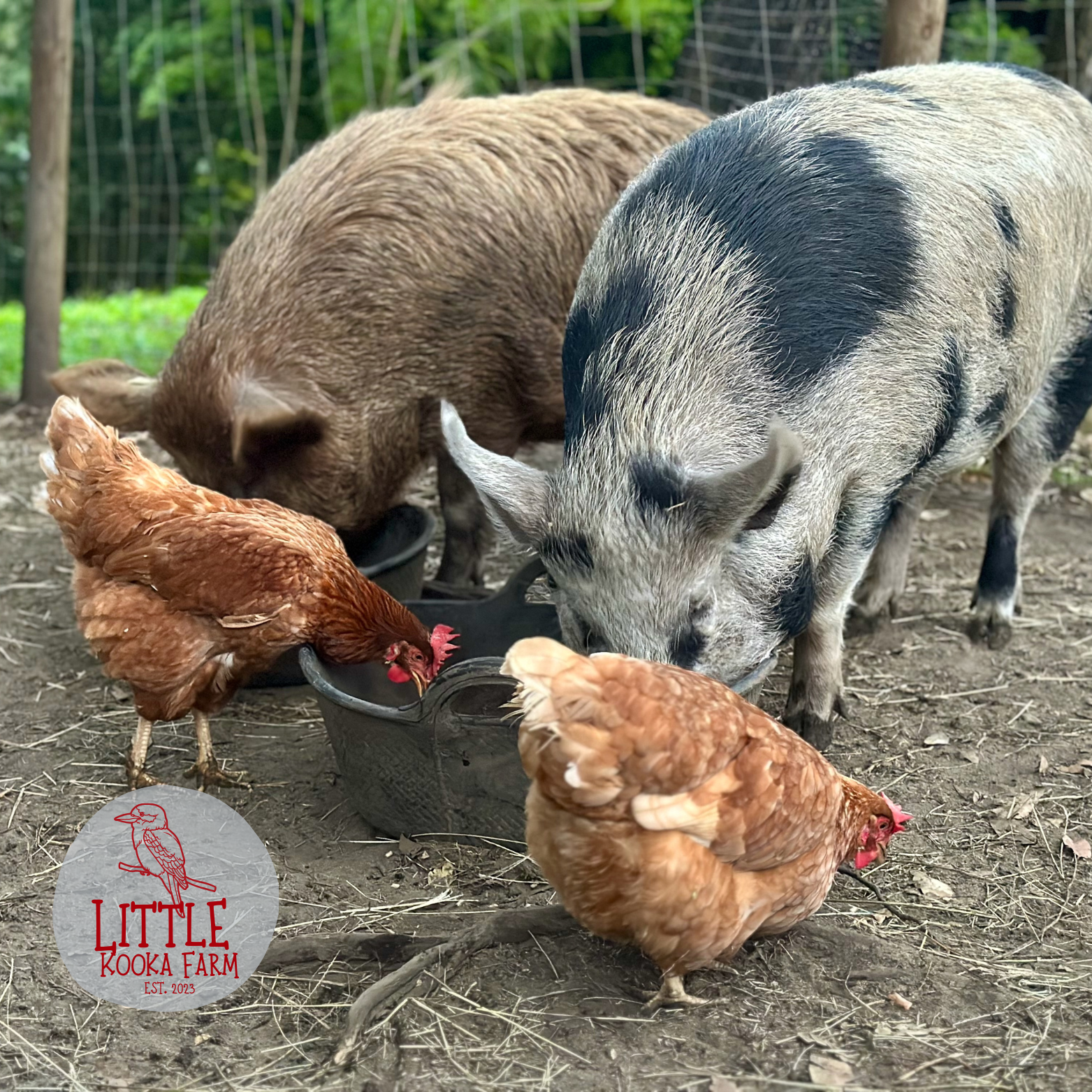 Sunni, Hazel and Chickens Cushion Cover