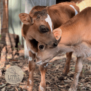 Freddo and Snickers Cushion Cover