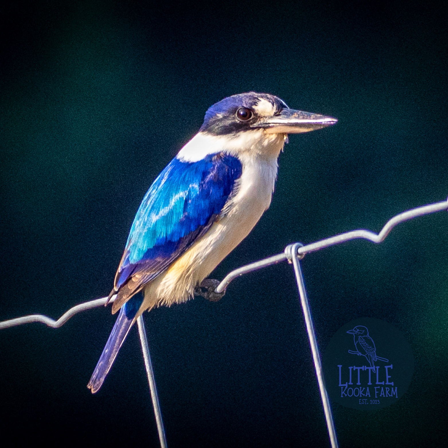 Kingfisher Cushion Cover