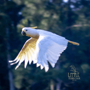 Cockatoo Cushion Cover