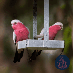 Galah Cushion Cover